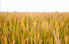 稻谷飘香迎有年|itb8888通博生产基地奏响丰收乐章